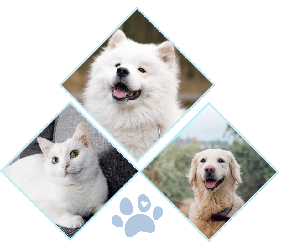 Collage image  of two dogs and a cat