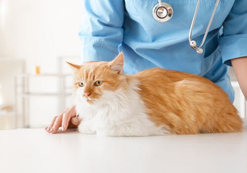 Veterinarian with a cat lying on a table