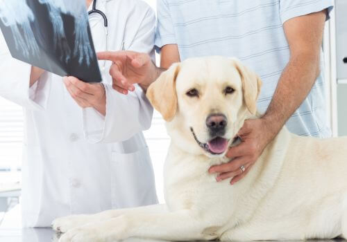 a white dog with owner and vet