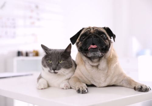 a cat and dog on a table