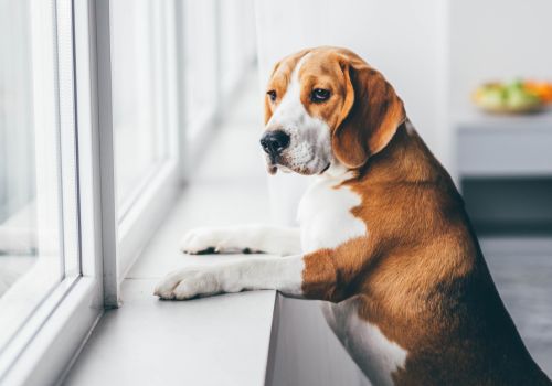 a dog near a window