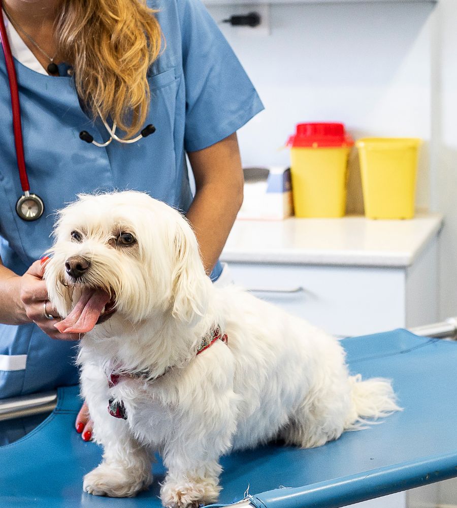 a vet with a dog