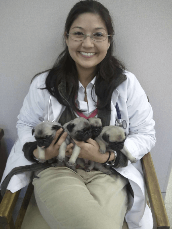 Veterinarian with puppies