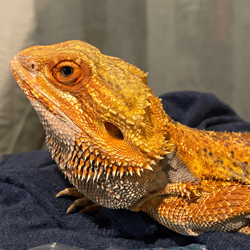 Bearded dragon on a blanket