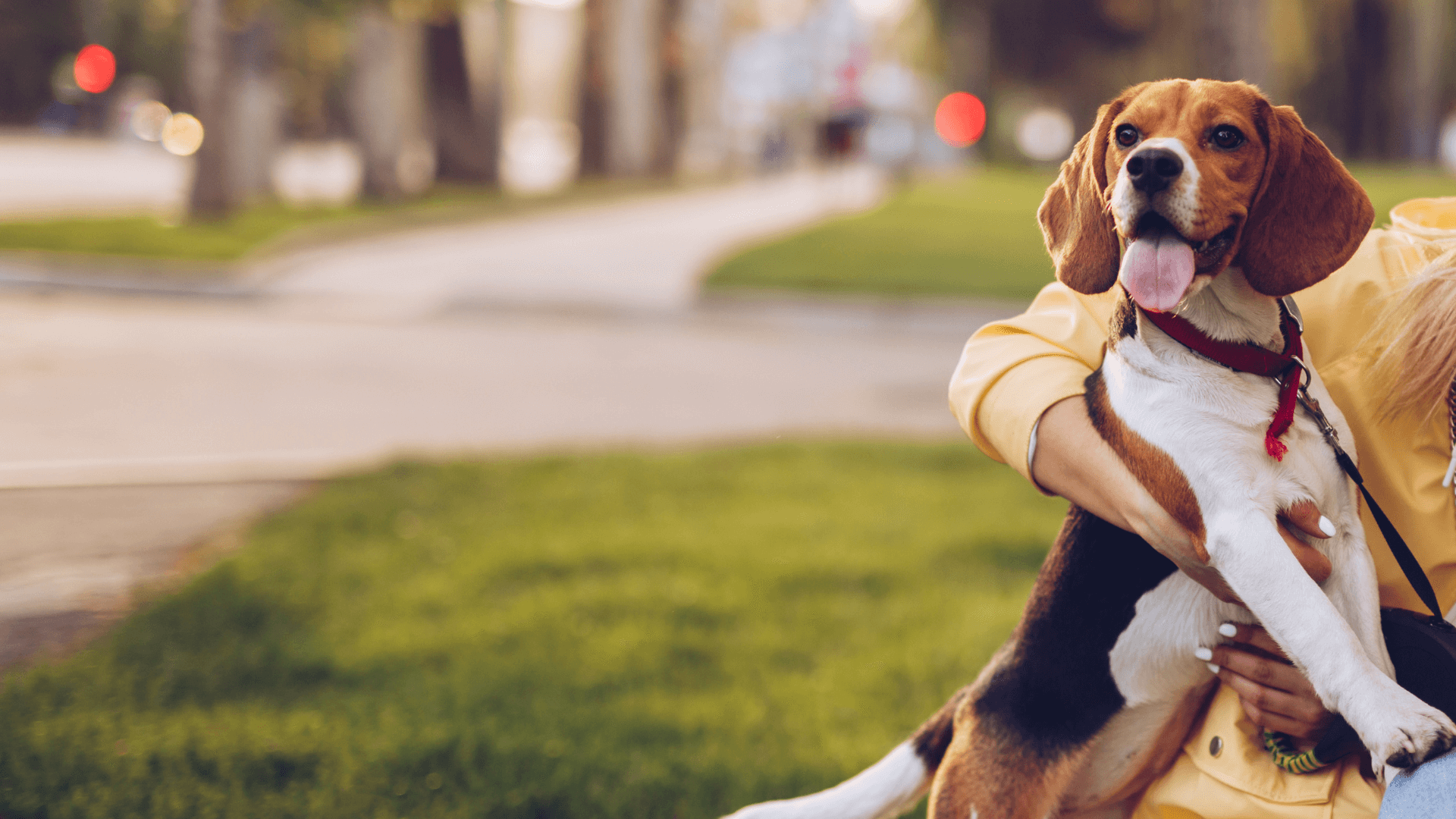 Veterinarian In Fredericksburg, VA Hart Animal Clinic