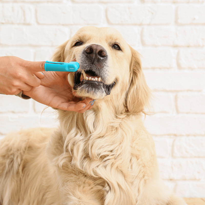 Person brushing a dog's teeth