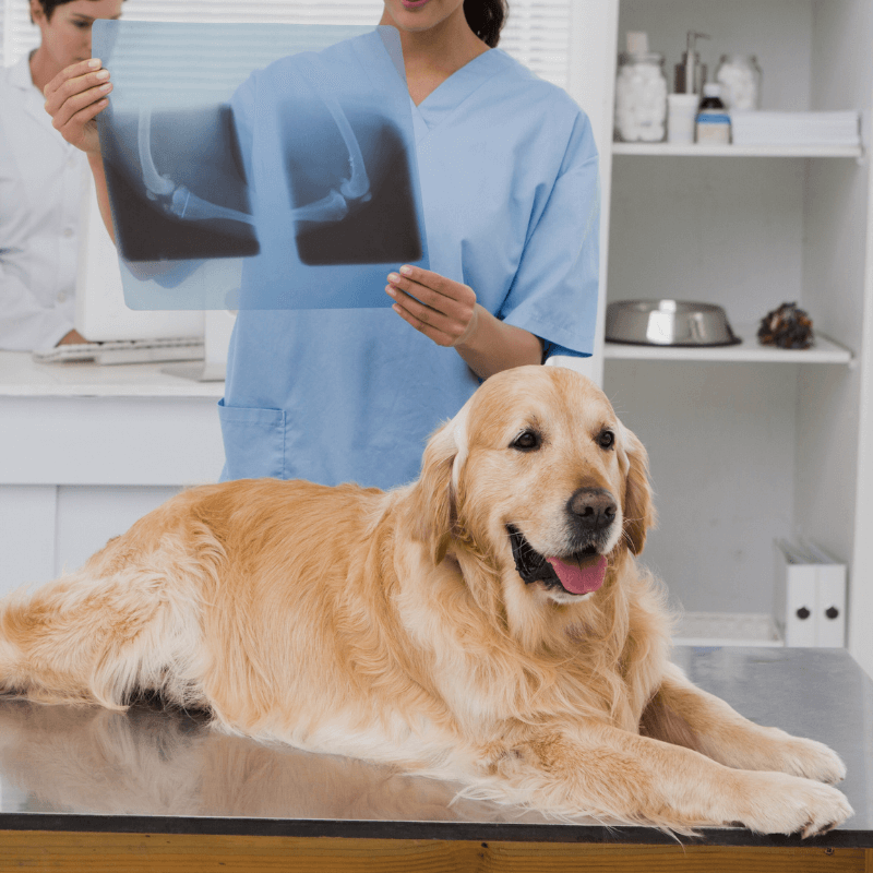 Dog on table and vet examining its X-ray