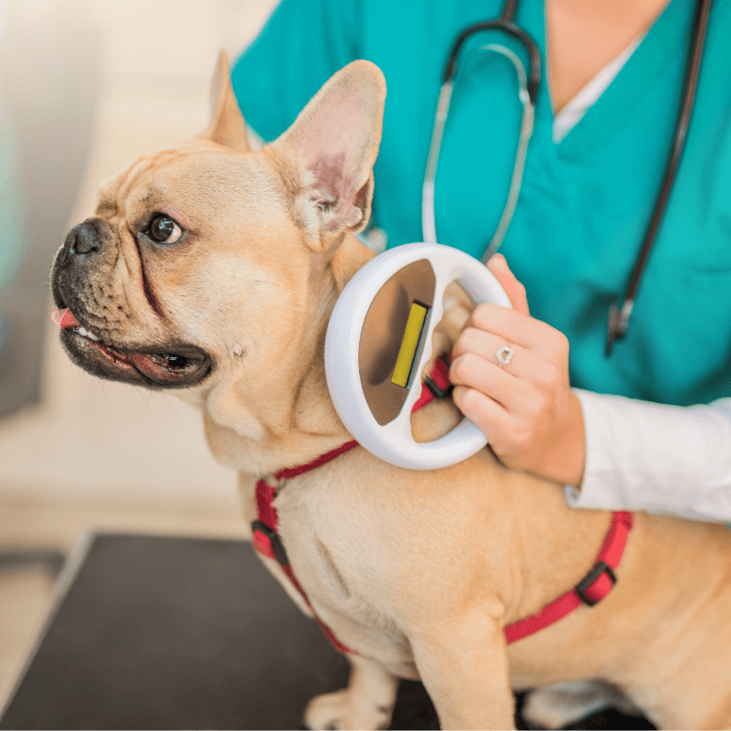 Veterinarian examining a dog's microchip implantation