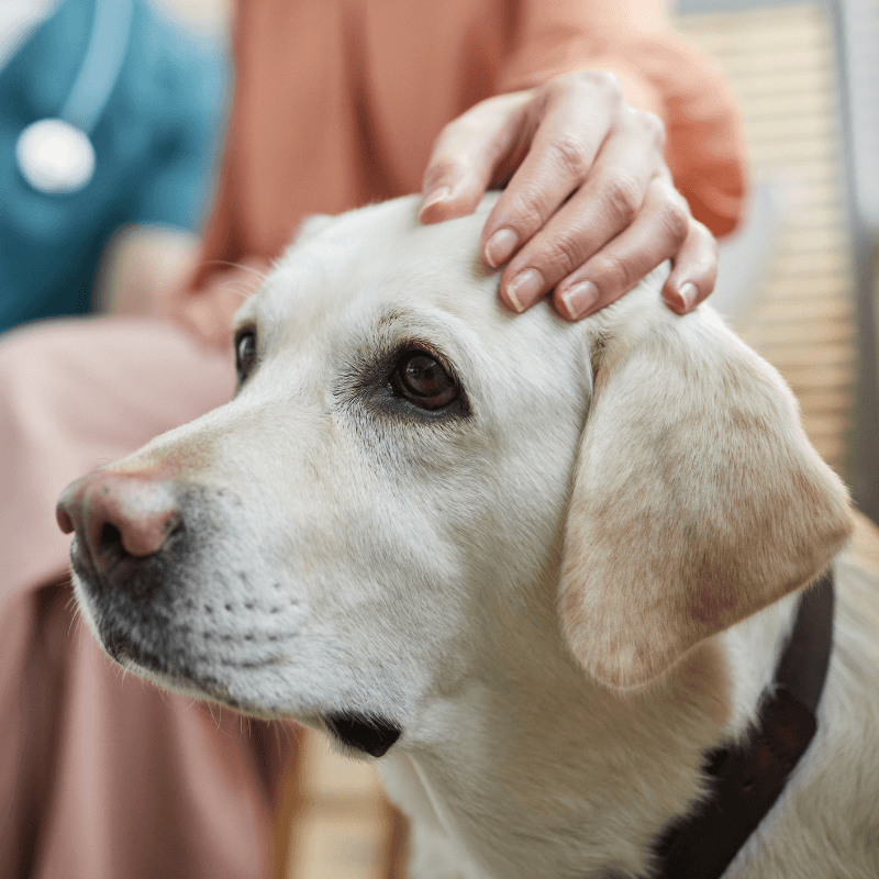 a dog with a person's hand on its head