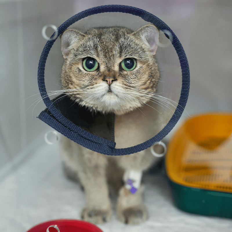 Cat wearing a surgery cone