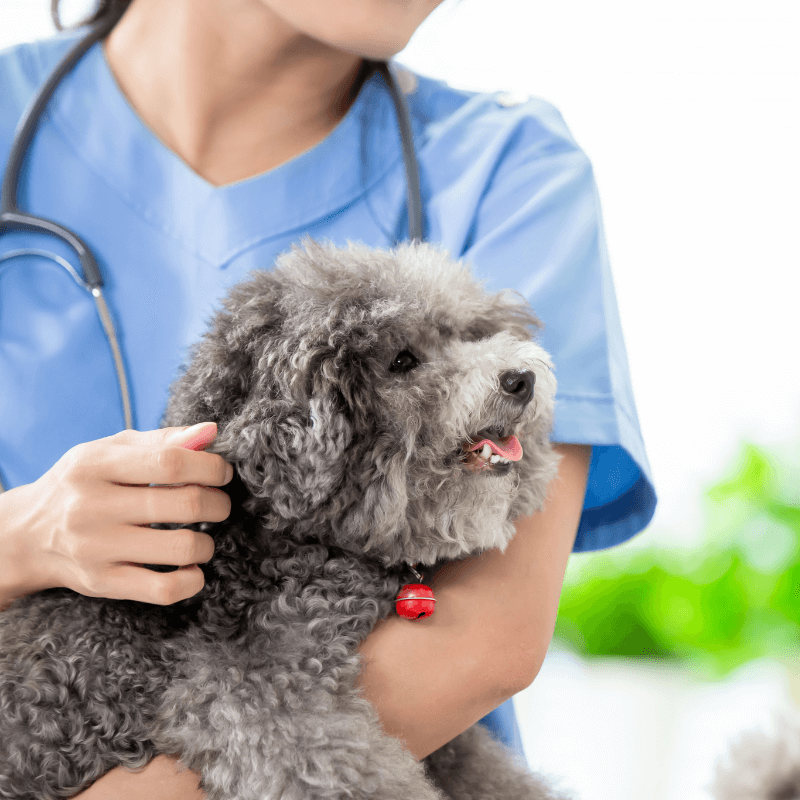 Veterinarian holding a dog